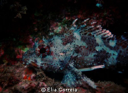 Madeira Scorpion Fish - Scorpaena maderensis! by Elia Correia 